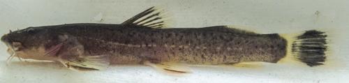 Shorthead mountain catfish (Amphilius brevis) — Amphiliidae