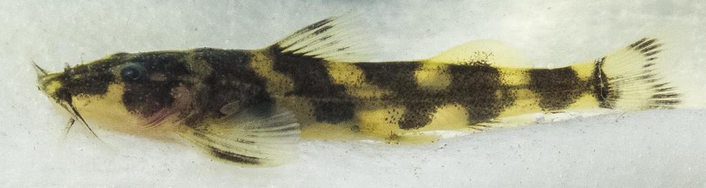 Long-nosed mountain catfish (Amphilius longirostris) — Amphiliidae