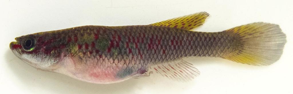 Bates' killi (Aphyosemion batesii) — Nothobranchiidae