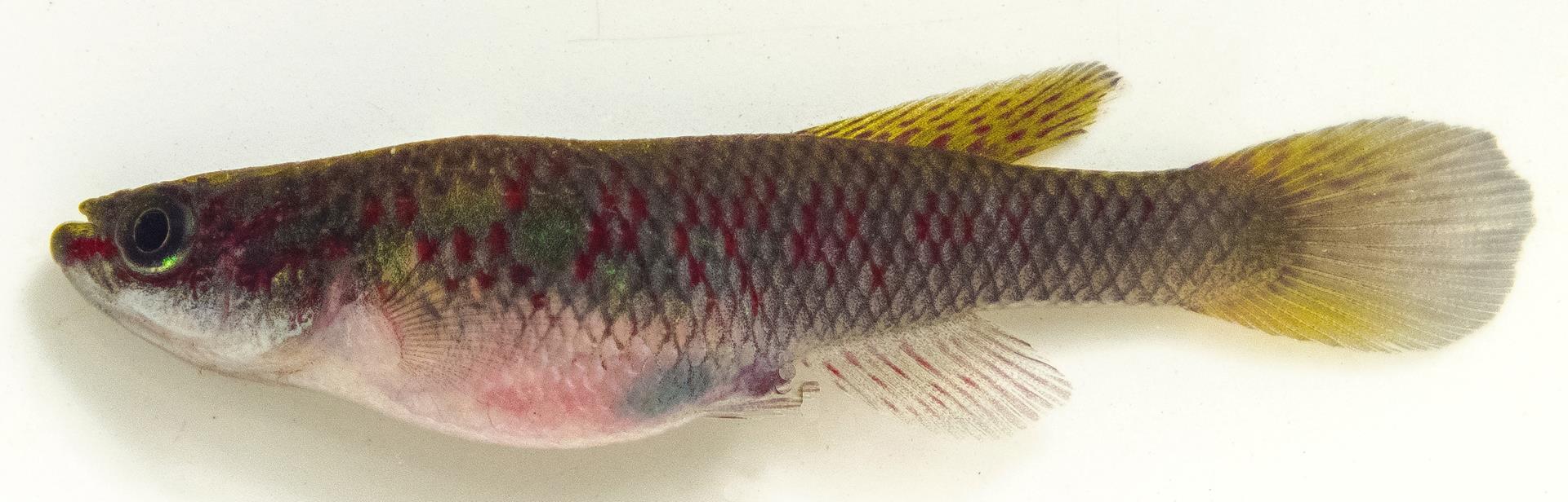 Raddaella batesii