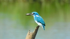 Cerulean Kingfisher photo 4