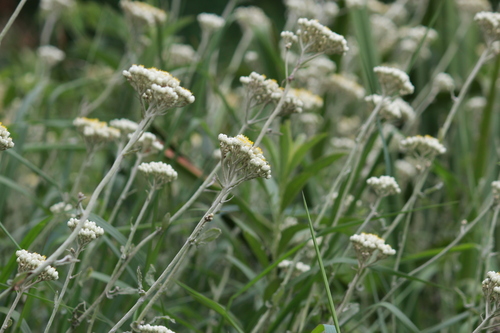 Image of Helichrysum panduratum by (c) Mahomed Desai, some rights reserved (CC BY)