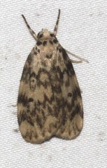 Hectobrocha subnigra