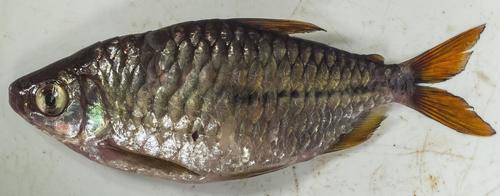 Striptail robber (Brycinus taeniurus) — Alestidae — 4