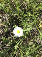 Aphanostephus ramosissimus