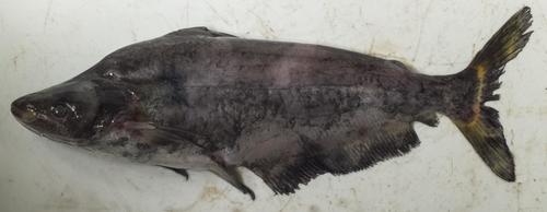 Butter catfish (Schilbe micropogon) — Schilbeidae — 4