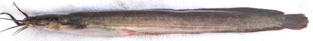 Longtail catfish (Clariallabes longicauda) — Clariidae