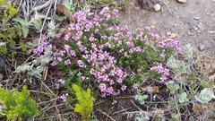 Erica umbellata