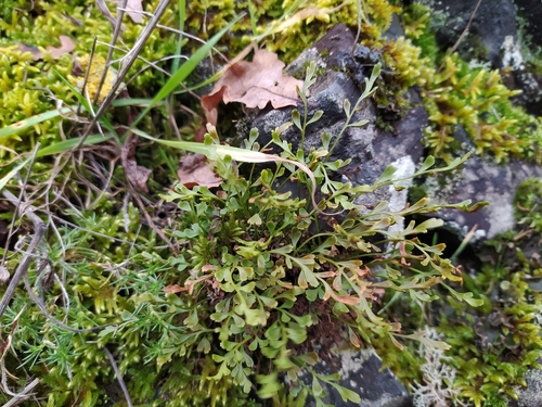 maidenhair × northern spleenwort (Asplenium ×)