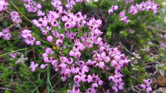 Erica umbellata