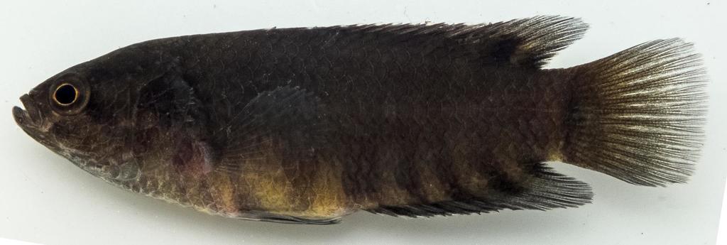 Dwarf Climbing Perch
