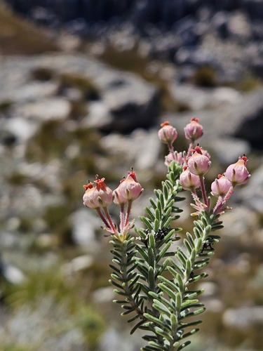 Mountain-babe Heath (Erica oresigena)
