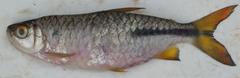 Brycinus kingsleyae