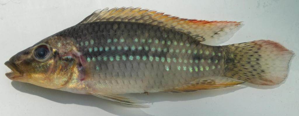 Longsnout dwarf cichlid (Parananochromis longirostris) — Cichlidae