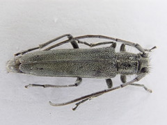 Phytoecia caerulescens