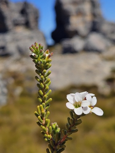 Acmadenia teretifolia (Acmadenia teretifolia)