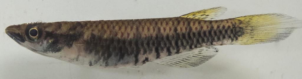 Neumann's panchax (Epiplatys neumanni) — Nothobranchiidae