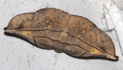 Xenomusa metallica