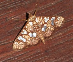 Glyphodes canthusalis