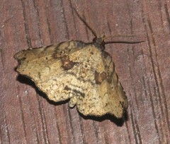 Aroana hemicyclophora