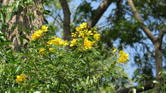 Senna auriculata