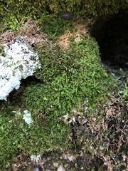 Odontoschisma sphagni