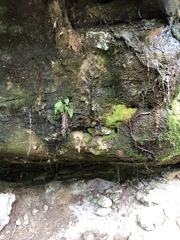 Odontoschisma sphagni