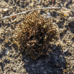 Pulchrocladia corallaizon