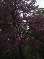 Cercis siliquastrum