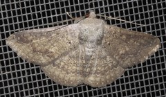 Ericeia sobria