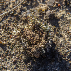 Pulchrocladia corallaizon