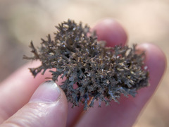 Pulchrocladia corallaizon