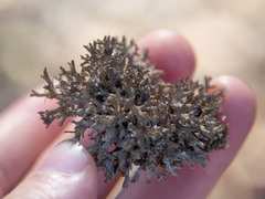 Pulchrocladia corallaizon