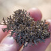 Pulchrocladia corallaizon - Photo (c) Terra Occ, μερικά δικαιώματα διατηρούνται (CC BY-NC-ND), uploaded by Terra Occ