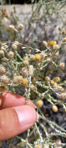 Dull Crowndaisy (Lachnospermum neglectum)