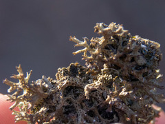 Pulchrocladia corallaizon