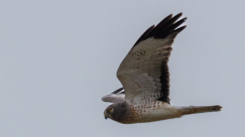 Northern Harrier photographed in Michigan