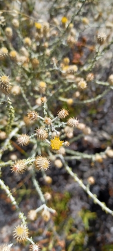 Image of Lachnospermum neglectum by (c) Danie Palm, some rights reserved (CC BY)