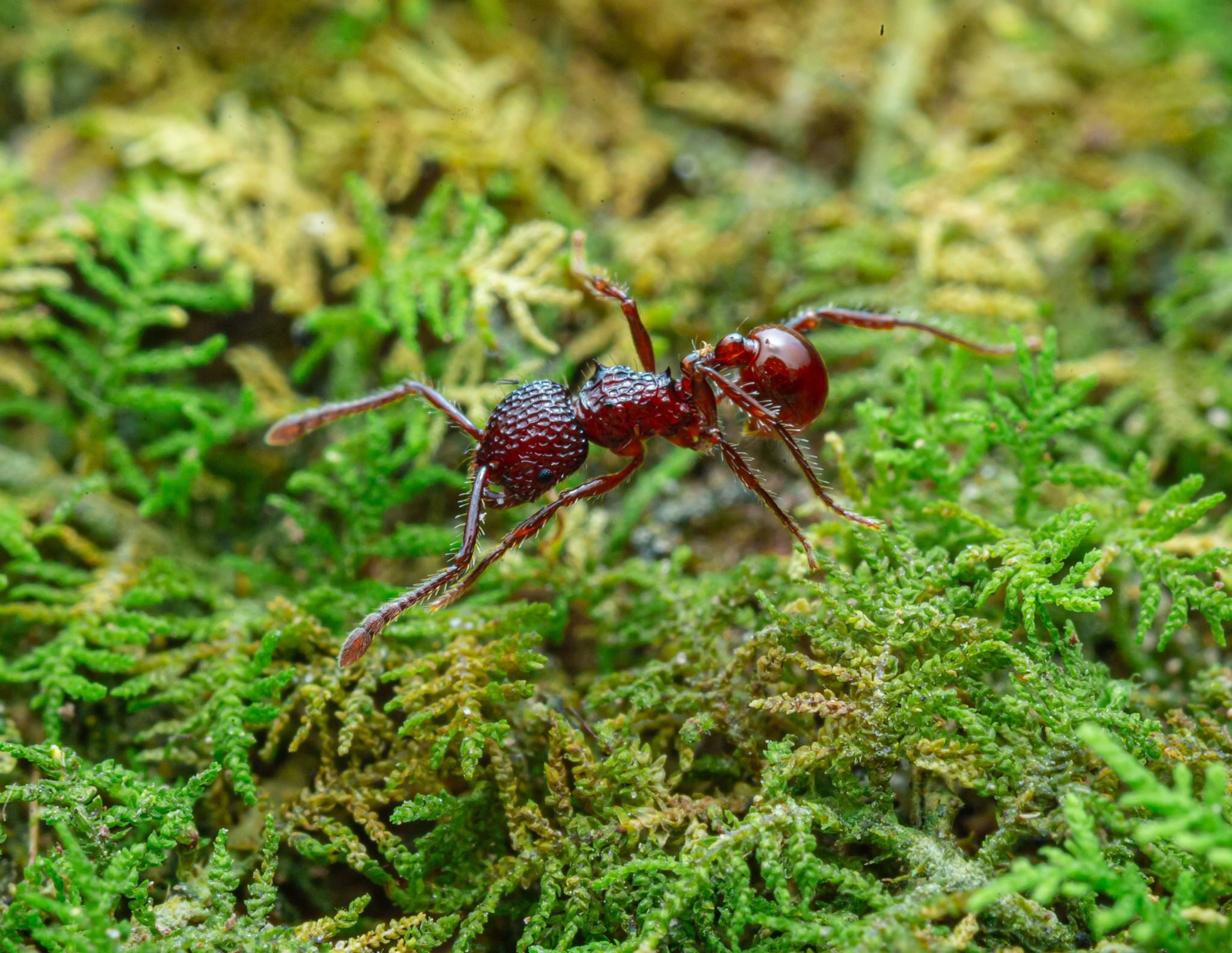 Pristomyrmex sulcatus