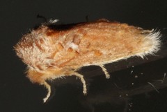 Pseudanapaea
