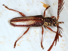 Piesarthrius marginellus