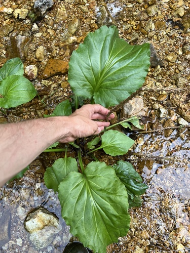 Image of Plantago cordata by (c) Nathan Aaron, some rights reserved (CC BY)