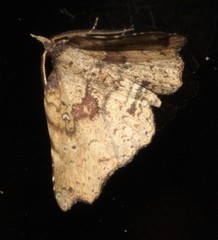Aroana hemicyclophora