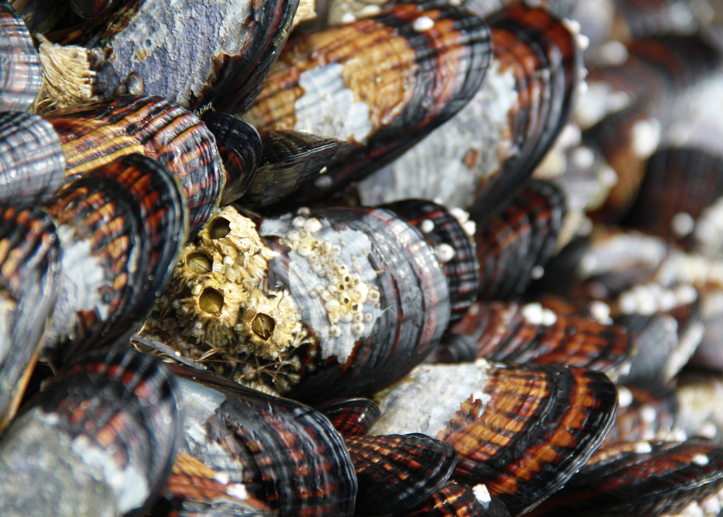 California mussel