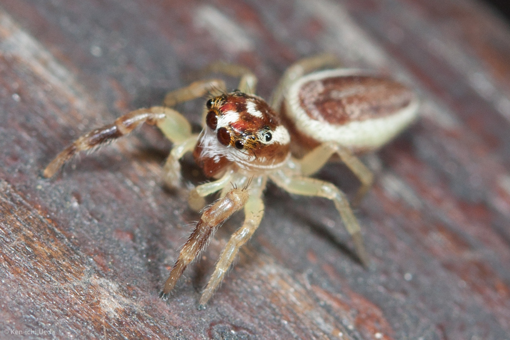 Phanias harfordi