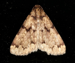 Mormoscopa phricozona