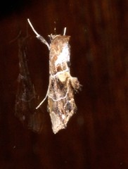 Arrade leucocosmalis