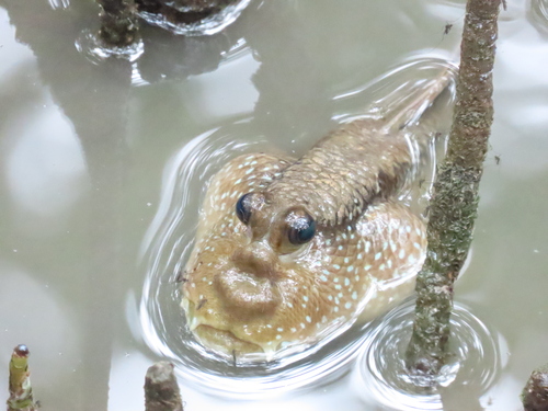 Giant mudskipper (Periophthalmodon schlosseri) — Gobiidae — 3