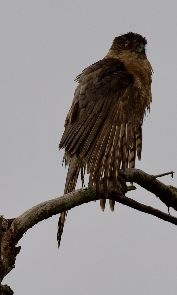 Cooper's Hawk from S Riverdale Rd, Avon Park, FL, US on December 26