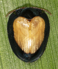 Calyptocephala discoidea image
